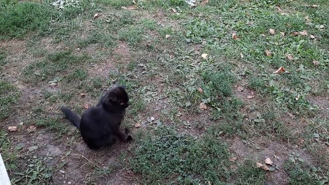 Захотелось попробовать айран. Жадная до хлеба.. смотреть онлайн