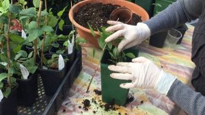 .КАК СОХРАНИТЬ ЧЕРЕНКИ клематисов зимой