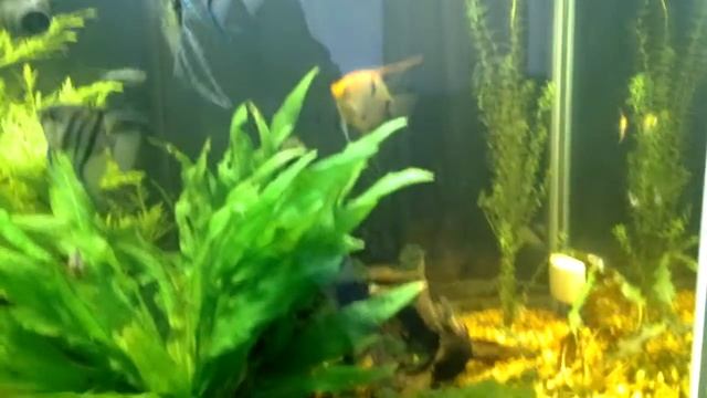 125 gallon planted aquarium 8-1/2 month update. смотреть онлайн