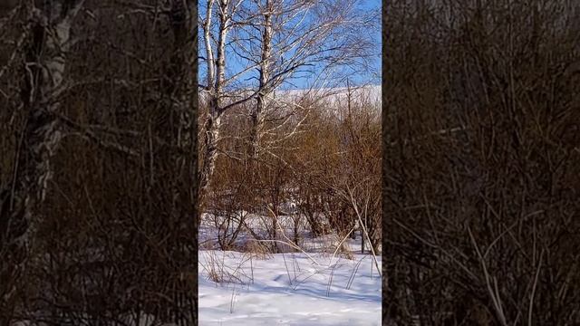 Пасека. Чарышский район. смотреть онлайн