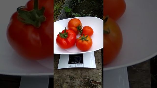 Томаты Любаша первый сбор смотреть онлайн