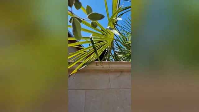 Кот мейкун Космос смотреть онлайн