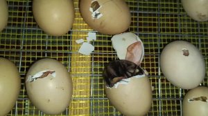 #вылупление цыплят в самодельном #инкубаторе/#какие #цыплята вылупились