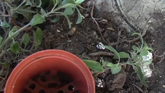 ХЛОРОФИТУМ БОННИ, СТАРАЮСЬ ПОМОЧЬ РАСТЕНИЮ! смотреть онлайн