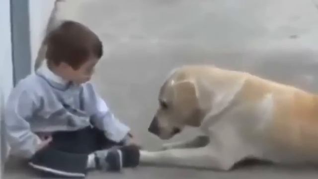 Лабрадор встретил мальчика с синдромом Дауна. Его реакция тронет до слёз! смотреть онлайн