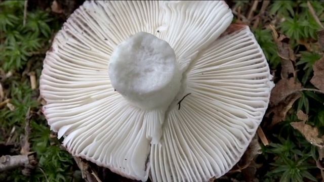 Russula mairei @ Conoscere i funghi 07.09.2016 смотреть онлайн