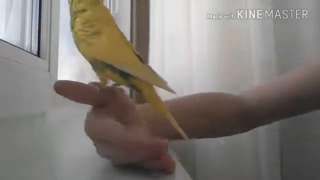 ?ЧТО ДЕЛАТЬ ЕСЛИ ПОПУГАЙ ЗАБОЛЕЛ?ЧАСТЬ ВТОРАЯ!? смотреть онлайн