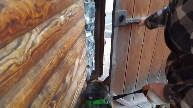 Немецкая овчарка. Выход из зоны комфорта! смотреть онлайн