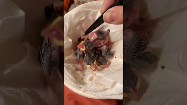 orphaned sparrow chicks react to live meal worms after nest falls from tree смотреть онлайн