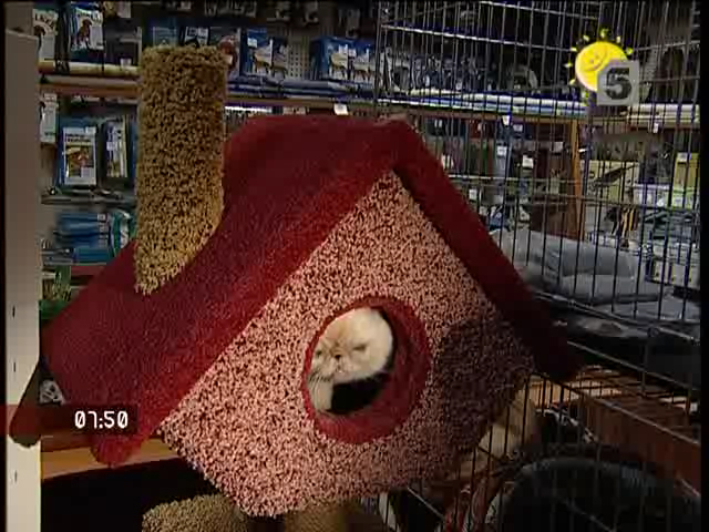 Как выбрать домик для Вашей кошки ? смотреть онлайн