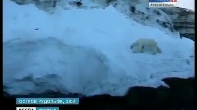 Учёные вернулись с ЗФИ с новыми данными о морских млекопитающих смотреть онлайн