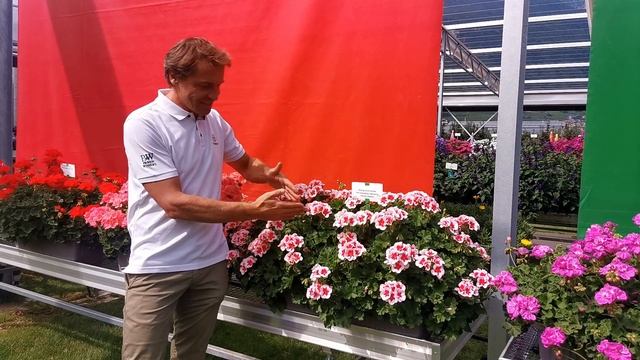 Pelargonium zonale: Dolomites Fantastic - DE смотреть онлайн