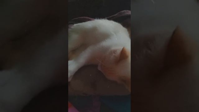 А как часто у вас пропадают вещи? смотреть онлайн