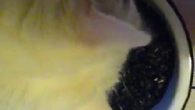 Кот и семечки =) смотреть онлайн