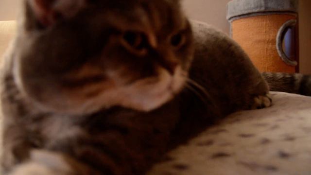 Как надо извиняться перед котом смотреть онлайн