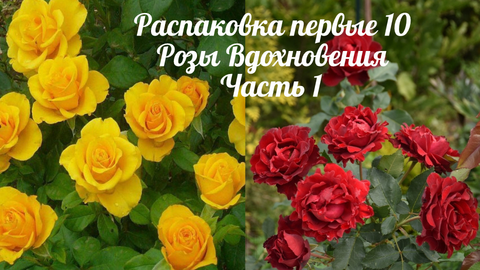 Распаковка первых десяти роз. Питомник Розы Вдохновения. Часть 1 смотреть онлайн