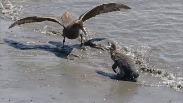 High Noon at Punta Tombo Reserve смотреть онлайн