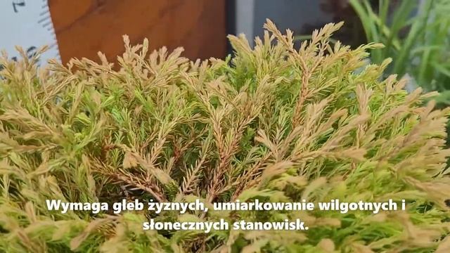 Żywotnik zachodni GOLDEN TUFFET - złota kulka, całoroczna uprawa w donicach; w formie obwódek rabat смотреть онлайн