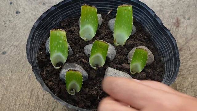 How To Plant Aloe vera from Leaf Cuttings смотреть онлайн