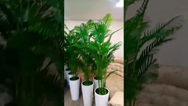 Бюджетные искусственные пальмы 190 см. Собственное производство смотреть онлайн