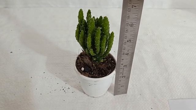 Sku-CACTUS021 Opuntia tuna montrosa succulent plant смотреть онлайн