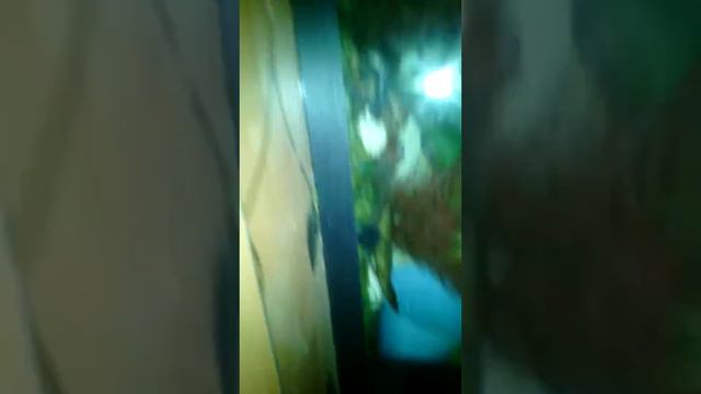 Мой тритон смотреть онлайн