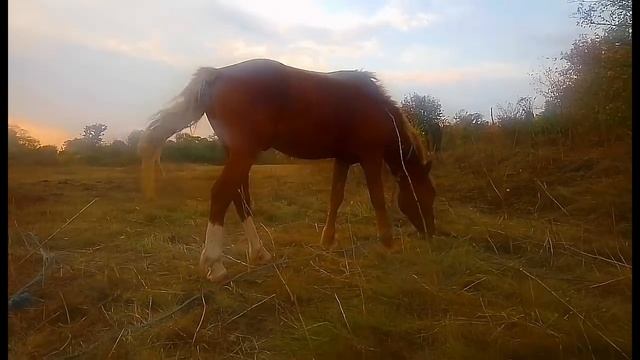 ФУТАЖ ДЛЯ МОНТАЖА. Красивый рыжий конь с белой гривой в поле. Осень вечереет. смотреть онлайн