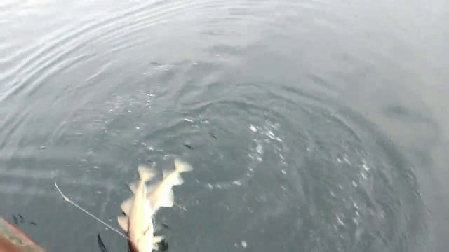морская рыбалка Баренцево море 1 смотреть онлайн