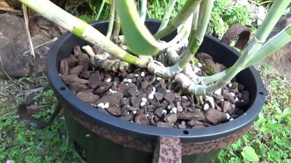 ПЕРЕСАДКА КУПЛЕННЫХ ОРХИДЕЙ. Катлеи. REPOTTING NEW CATTLEYA ORCHIDS