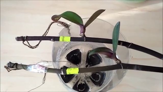 Как вырастить детку орхидеи на срезанном цветоносе смотреть онлайн