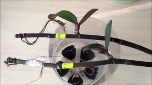 Как вырастить детку орхидеи на срезанном цветоносе