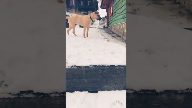 Аргентинский дог против питбуля!