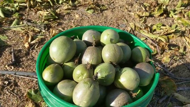 Наш зимний урожай маракуйи Фредерик и её обрезка. Passiflora Frederick harvest. смотреть онлайн