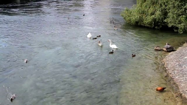 Птицы на Женевском озере. Швейцария смотреть онлайн