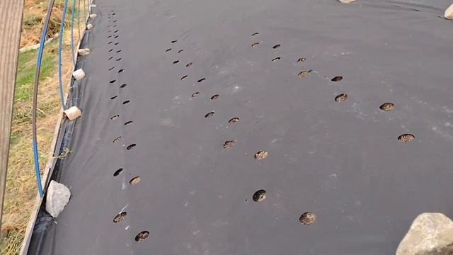 Отверствия на агроволокне под клубнику легко!