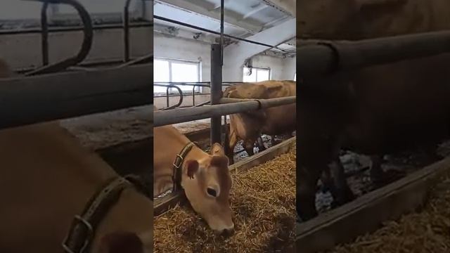 Порода Джерси. Содержание и кормление Джерси. Рацион КРС. Ферма КРС. Фермерство.Породы коров.Сельхо смотреть онлайн