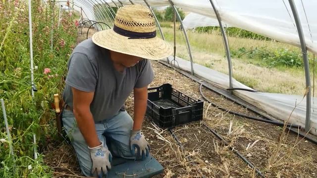 Harvesting Ranunculus Corms!