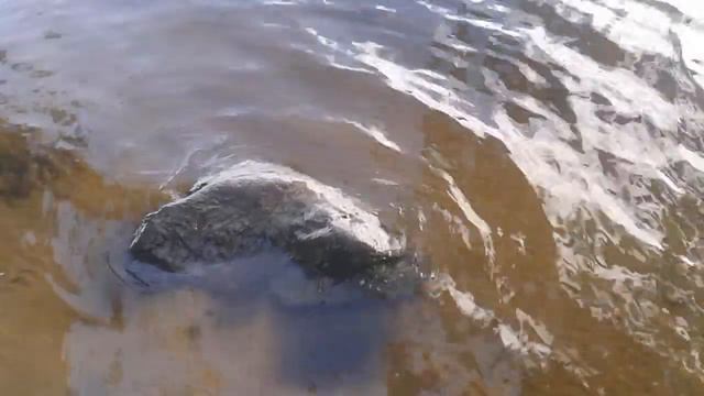 Вид прекрасного Зароновского озера. И как всегда не обойтись без Алеси)♥ смотреть онлайн