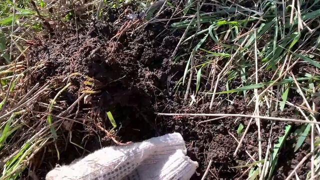 Отличные находки на старом урочище Нашел крест, который принадлежал МОЕМУ предку смотреть онлайн