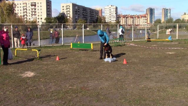 Юрьева Елена и ВЕО Руслан соревнования SMART DOG 10.10.15 смотреть онлайн