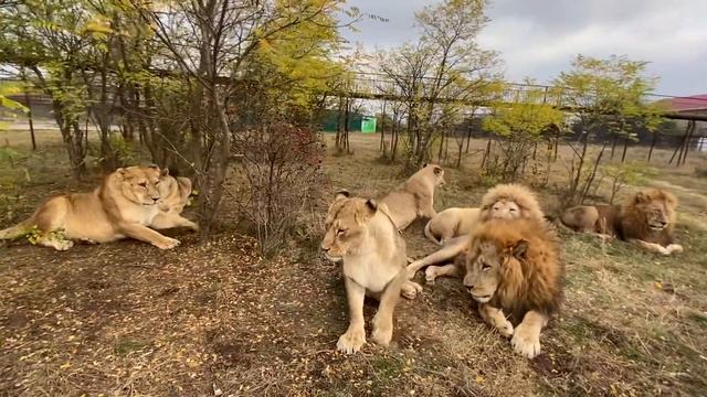 Как львица Клава РОЕТ СЕБЕ ЗЕМЛЯНКУ В САВАННЕ ! смотреть онлайн