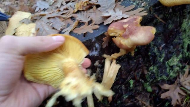Tricholomopsis rutilans. Identificación de esta llamativa seta. смотреть онлайн