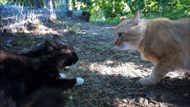 Stray Male Cats Yowling - Nearby Female In Heat