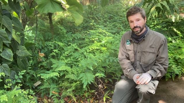 Selaginella willdenowii смотреть онлайн