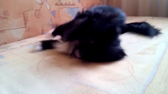 Собака под мятой смотреть онлайн