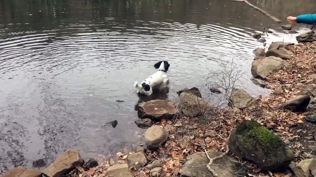 Why To Get An English Springer Spaniel смотреть онлайн