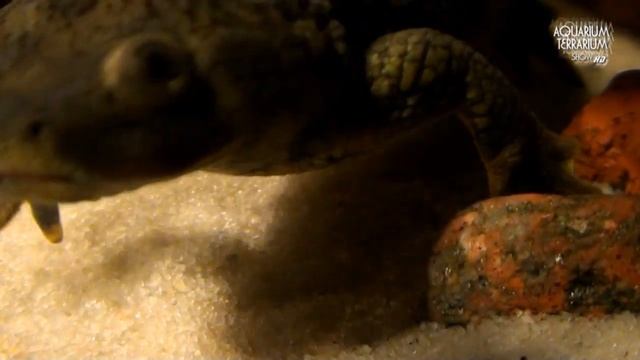 Pleurodeles waltl (HD movie 05) - Spanish Ribbed Newt. смотреть онлайн