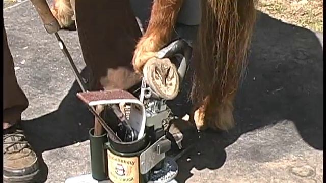 EHC Tools & Mini Horse Hoof Triming смотреть онлайн