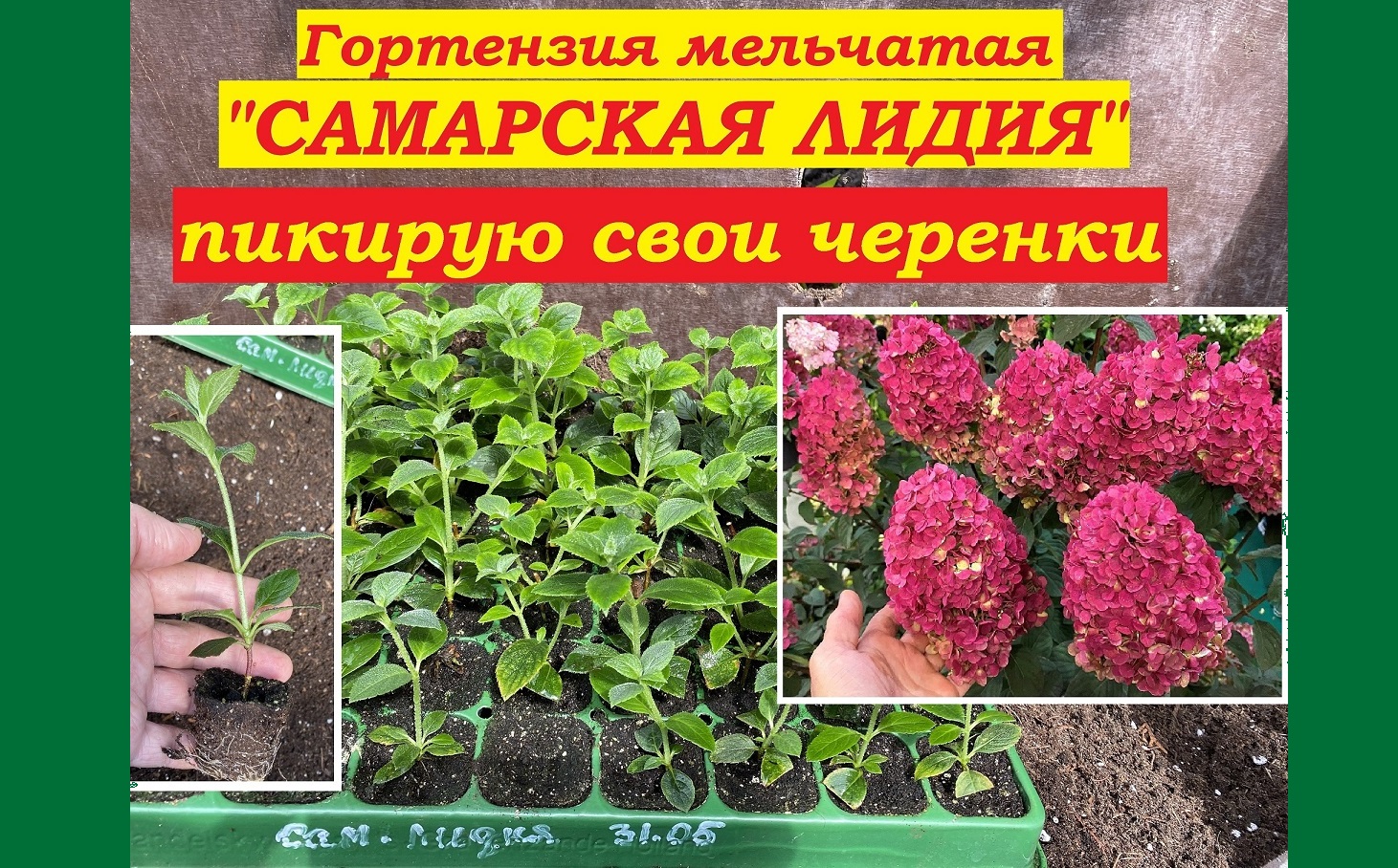 Гортензия "Самарская Лидия". Пикирую свои черенки смотреть онлайн