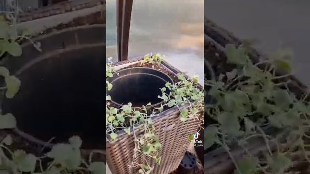 обязательно так посадить цветы. смотреть онлайн